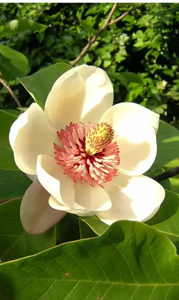  Magnolia Tree