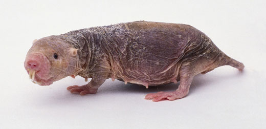  Naked Mole Rat