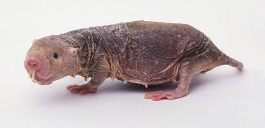 Naked Mole Rat