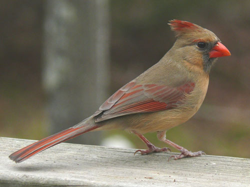 Cardinal Female Cardinal
