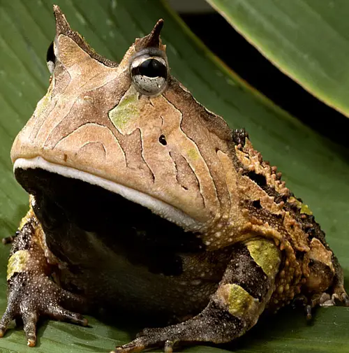 amazon horned frog Amazon Horned Frog