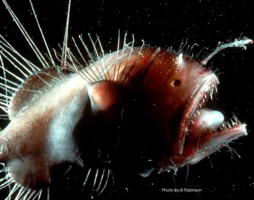 anglerfish 20 Species You Dont Want To Meet