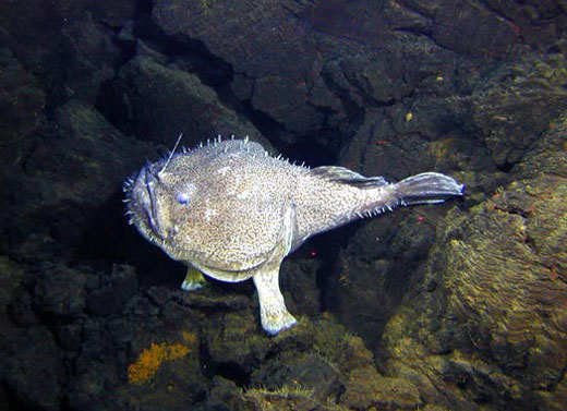 anglerfish 600 Angler Fish