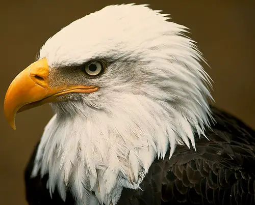 bald eagle head Bald Eagle