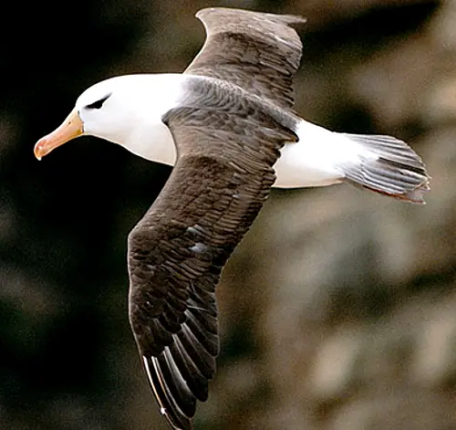black browed albatross Albatross