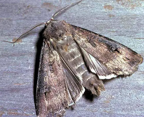 bogong moth Bogong Moth