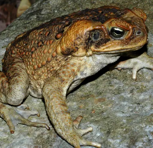 canetoad Australian Cane Toad