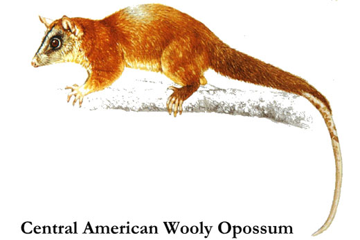 central american woolly opossum Central America Wooly Opossum