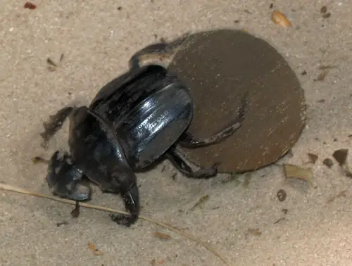 dungbeetle African Dung Beetle
