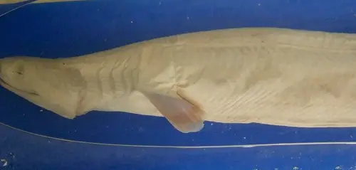 frilledshark Frilled Shark