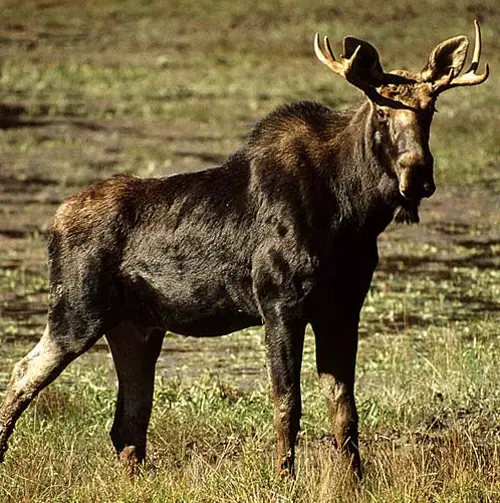 moose North American Moose