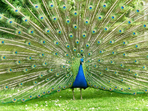 peacock baby Peacock