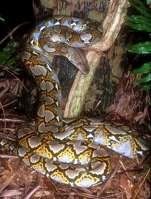python Reticulated Python