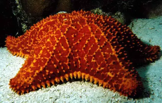 reticulatedstarfish Sea Star (Starfish)