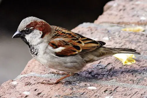 sparrow Sparrow