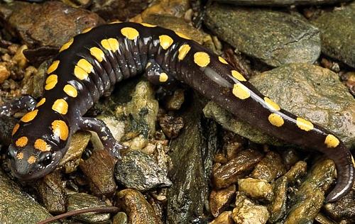 spotted salamander Spotted Salamander