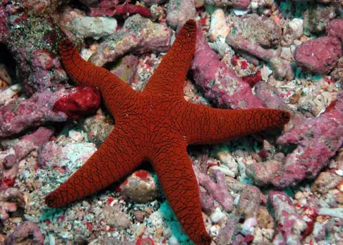 starfishes sea stars asteroidea seesterne Sea Star (Starfish)