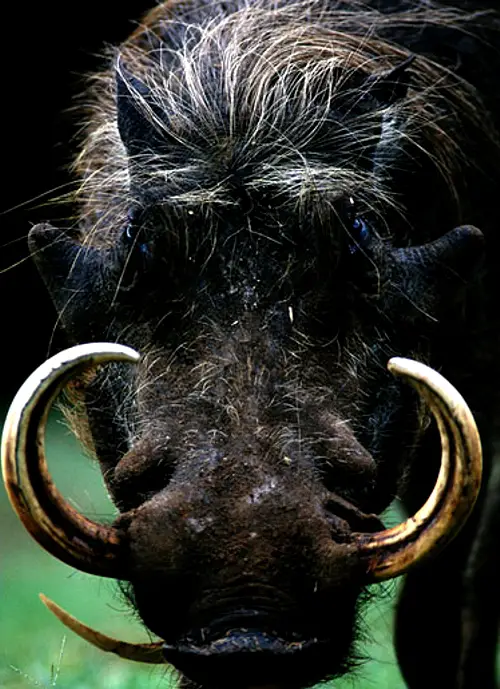 warthog portrait Warthog