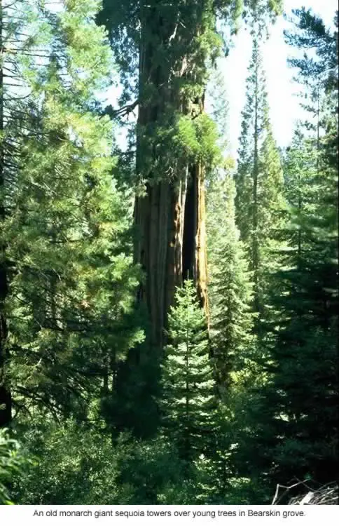 bear regen Sequoia Tree