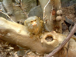 blog030607pygmy marmoset Pygmy Marmoset