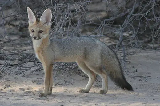 cape fox Cape Fox