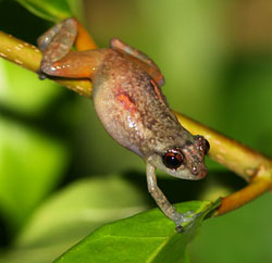 eleutherodactylus diastema2 Eleutherodactylus Frog