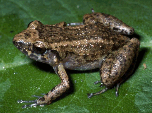 eleutherodactylus frog Eleutherodactylus Frog
