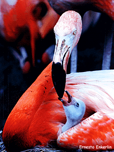 flamingo2 Flamingo
