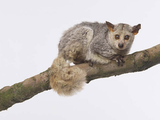 bush babies pictures. Galago (Bush Baby) - It#39;s