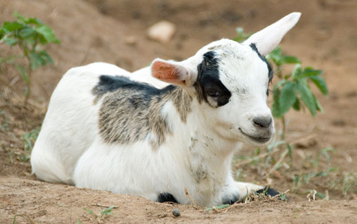 goat Sudanese Man Marries Goat