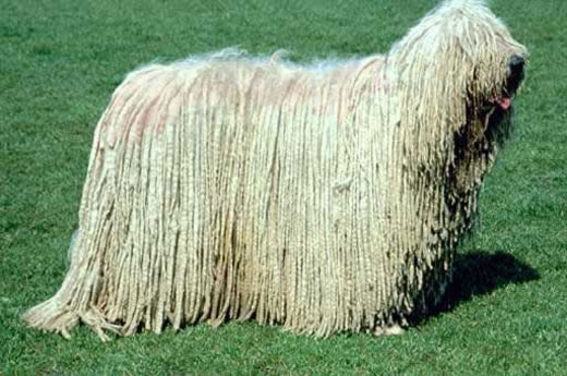komondor dog Komondor Dog