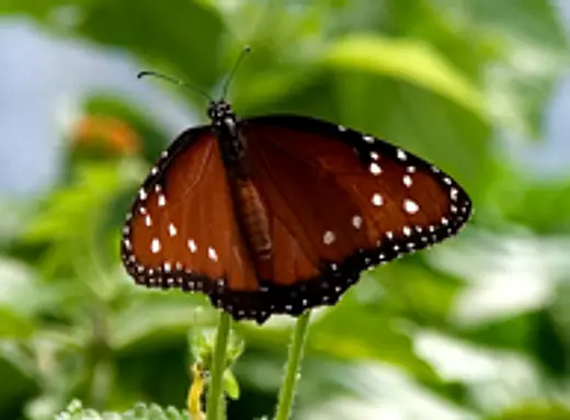 queen Queen Butterfly
