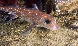 ratfish1 Chimaera 