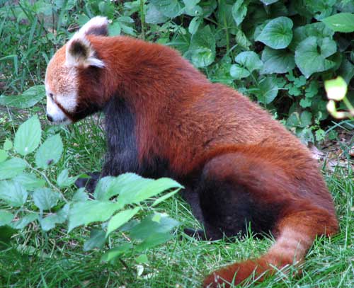 red panda Red Panda