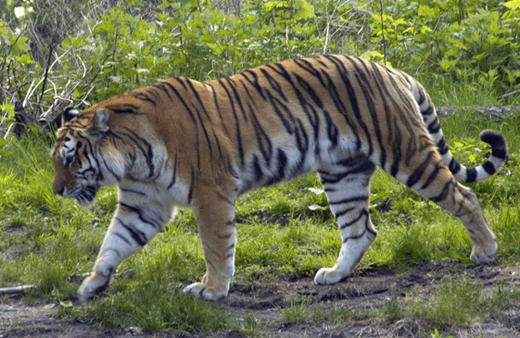 siberian tiger 10 Tiger Kills Zoo Visitor