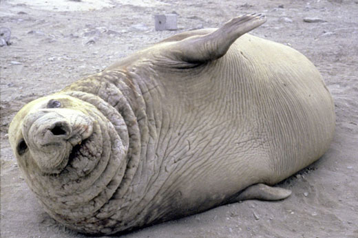 southern elephant seal Southern Elephant Seal