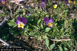 violatricolor Heartsease (Viola Tricolor)
