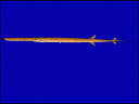 Cornetfish