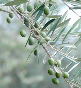 luccaolive Olive