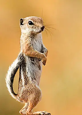 white tailed squirrel White tailed Antelope Squirrel