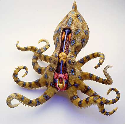   Dangerous Blue Ring Octopus