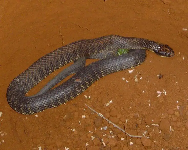 750px tiger snake Toxic Tiger Snake