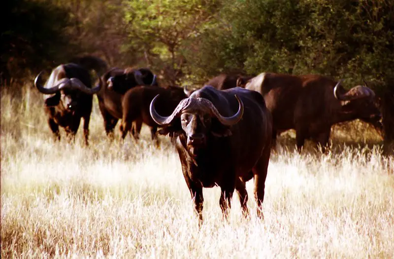 800px african buffalo2 Bad Tempered Cape Buffalo