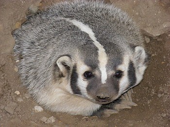 badger American Badger