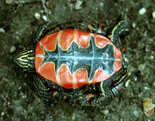 chrysemys picta painted turtle plastron The Painted Turtle