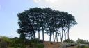Cypress Tree