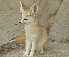 fennec fox Fennec Fox