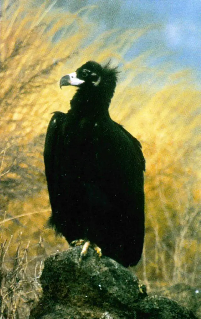 koreanbird eurasian black vulture j01 perching on rock Eurasian Black Vulture