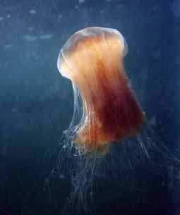 lionsmanejellyfish  The Dangerous Jellyfish