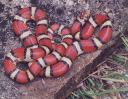 Mexican Milk Snake